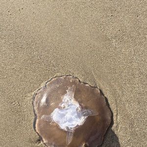 Meet your Posher, Corallyn